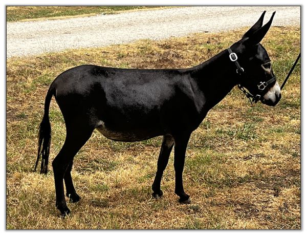 Lot 2 - Shortview's Nutella, black miniature donkey jennet offered in the North American Select Miniature Donkey Sale on August 6th, 2022.