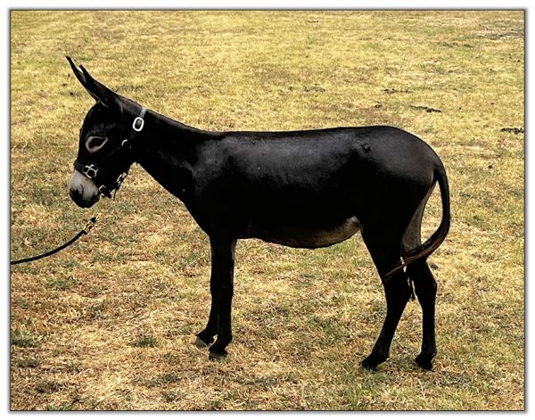 Lot 2 - Shortview's Nutella, black miniature donkey jennet offered in the North American Select Miniature Donkey Sale on August 6th, 2022.