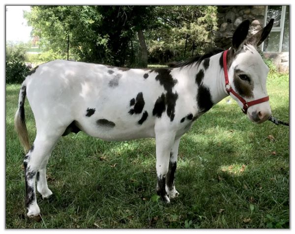 Lot#1 - LN Lillano, black and white spotted jack for sale at the 2022 North American Select Miniature Donkey Sale.