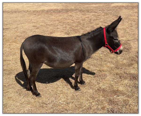 Lot 3 - Aikane's Little Bo Peep, miniature donkey jennet selling on August 6th, 2022, at the North American Select Miniature Donkey Sale.