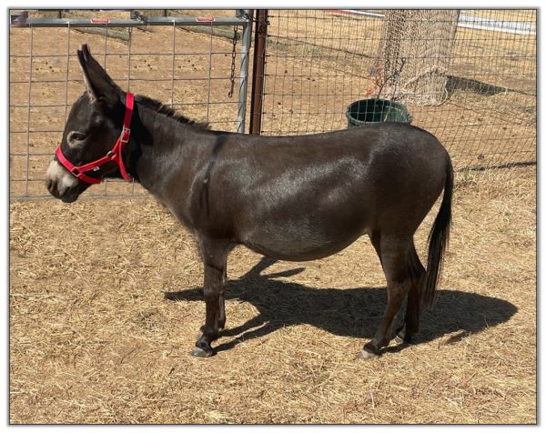 Lot 3 - Aikane's Little Bo Peep, miniature donkey jennet selling on August 6th, 2022, at the North American Select Miniature Donkey Sale.