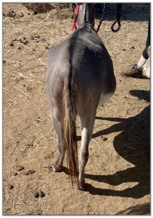 Lot 31 - N&D Lonestar Lorenna, miniature donkey jennet bred for 2023, offered for sale on August 6th, 2022, at the North American Select Miniature Donkey Sale in Corwith, Iowa.