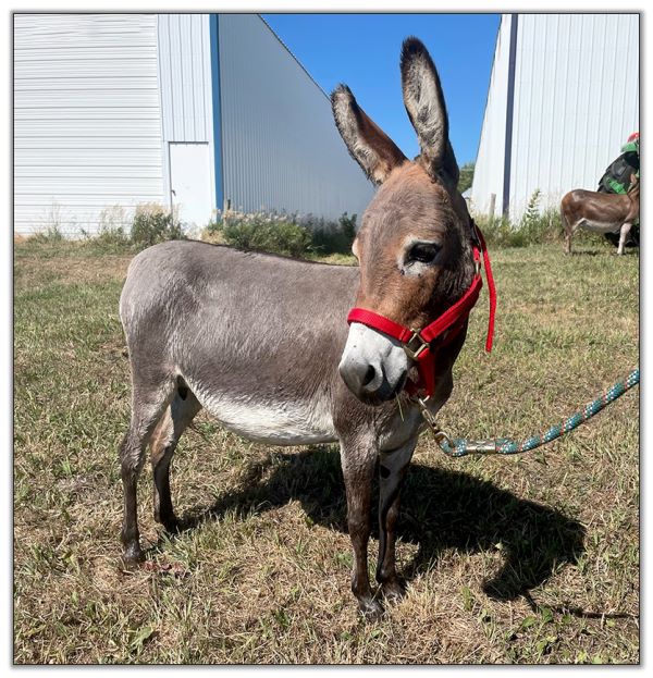 Lot 31 - N&D Lonestar Lorenna, miniature donkey jennet bred for 2023, offered for sale on August 6th, 2022, at the North American Select Miniature Donkey Sale in Corwith, Iowa.