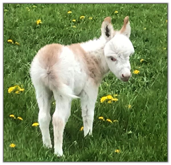 Lot 33 - LN Roan Cadet, Red-Roan/White Spotted Jack selling on August 6th, 2022, at the North American Select Miniature Donkey Sale in Corwith, Iowa.