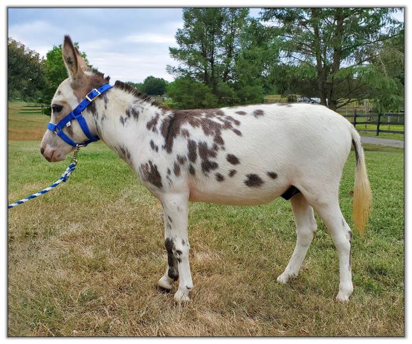 Lot 5 - Bainbridges Michelangelo, tyger spotted jack selling in the North American Select Miniature Donkey Sale in Corwith, Iowa on August 6th, 2022.