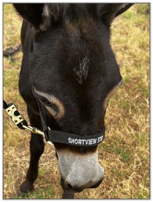 Lot 6 - Swanthrorpe Copper Star, black miniature donkey jack selling on August 6th, 2022, in the North American Select Miniature Donkey Sale in  Corwith, Iowa.