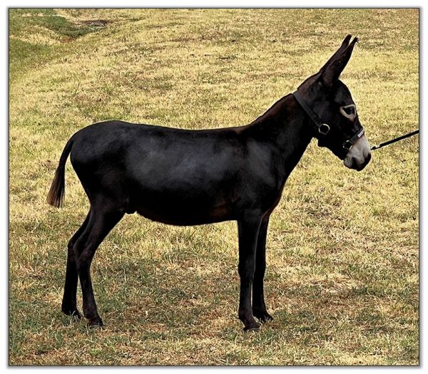 Lot 6 - Swanthrorpe Copper Star, black miniature donkey jack selling on August 6th, 2022, in the North American Select Miniature Donkey Sale in  Corwith, Iowa.