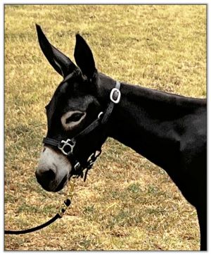 Lot 2 - Shortview's Nutella, black miniature donkey jennet offered in the North American Select Miniature Donkey Sale on August 6th, 2022.