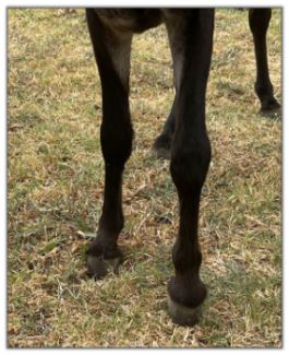 Lot 2 - Shortview's Nutella, black miniature donkey jennet offered in the North American Select Miniature Donkey Sale on August 6th, 2022.