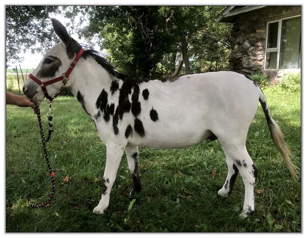 Lot#1 - LN Lillano, black and white spotted jack for sale at the 2022 North American Select Miniature Donkey Sale.