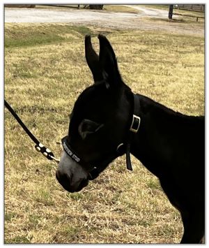 Lot 10 - Shortview's Pitch, miniature donkey jack selling on August 6th, 2022, at the North American Select Miniature Donkey Sale.