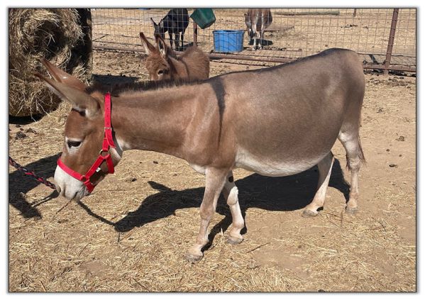 Lot 11 - Stalders Elsabelle, red jennet, selling with her dark red son by her side on August 6th, 2022, at the North American Select Miniature Donkey Sale.