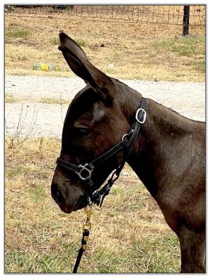 Lot 14 - My Lil Mini Margarita, miniature donkey jennet selling on August 6th, 2022, at the Great American Select Miniature Donkey Sale.