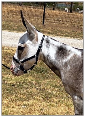 Substitute Lot 16A - Mi Lil Mini Grazia Sofia, spotted miniature donkey jennet selling on August 6th, 2022, at the North American Select Miniature Donkey Sale.