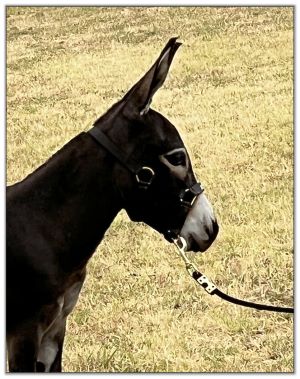 Lot 19 - Shortview's Nightfall, miniature donkey jack offered for sale on August 6th, 2022, at the North American Select Miniature Donkey Sale in Corwith, Iowa.