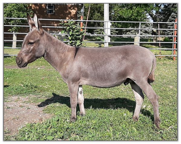 Lot 20 - SL's Paco, miniature donkey selling on August 6th, 2022, at the North American Select Miniature Donkey Sale in Corwith, Iowa.