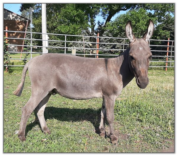 Lot 20 - SL's Paco, miniature donkey selling on August 6th, 2022, at the North American Select Miniature Donkey Sale in Corwith, Iowa.