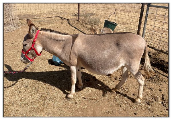 Lot 21 - Lit'l Rascals Crimson Rose and her 2022 Red-Roan Spot Jack Foal by her side selling on August 6th, 2022, at the North American Select Miniature Donkey Sale.