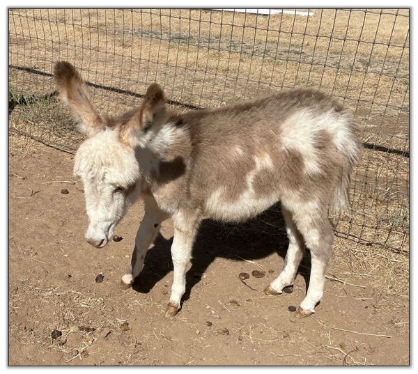 Lot 21 - Lit'l Rascals Crimson Rose and her 2022 Red-Roan Spot Jack Foal by her side selling on August 6th, 2022, at the North American Select Miniature Donkey Sale.