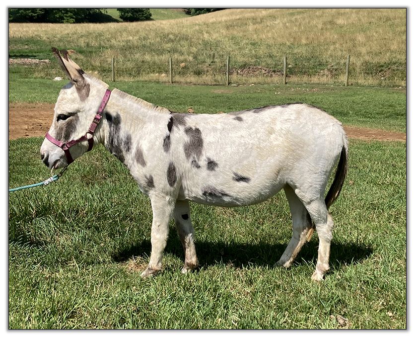 spotted miniature donkey