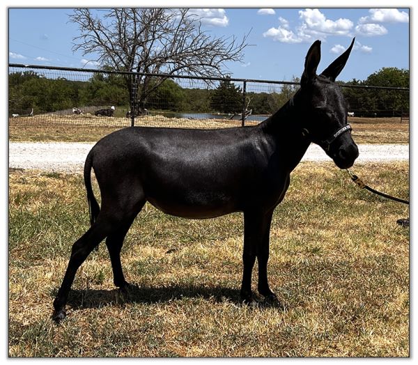 Lot 24A - Substitute - Shortview's Annya, black miniature donkey jennet offered for sale on August 6th, 2022, at the North American Select Miniature Donkey Sale in  Corwith, Iowa.