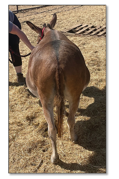 Lot 25 - Heiken's Ark Rosalina F, dark red bred jennet selling on August 6th, 2022, at the North American Select Miniature Donkey Sale in Corwith, Iowa.