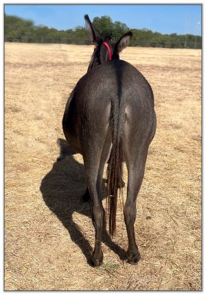 Lot 3 - Aikane's Little Bo Peep, miniature donkey jennet selling on August 6th, 2022, at the North American Select Miniature Donkey Sale.