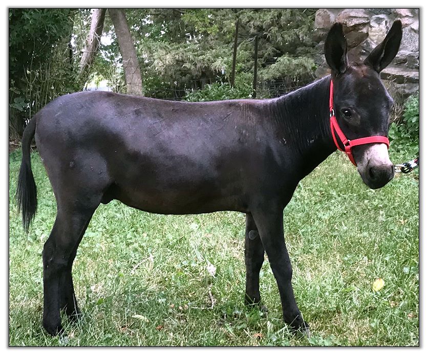 spotted miniature donkey