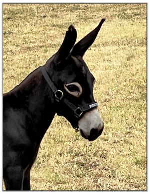 Lot 6 - Swanthrorpe Copper Star, black miniature donkey jack selling on August 6th, 2022, in the North American Select Miniature Donkey Sale in  Corwith, Iowa.