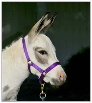 Continental Jewel's Judith, Lot 7 at the North American Select Miniature Donkey Sale in Corwith, Iowa on August 6th, 2022.