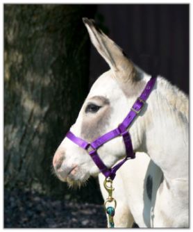 Continental Jewel's Judith, Lot 7 at the North American Select Miniature Donkey Sale in Corwith, Iowa on August 6th, 2022.