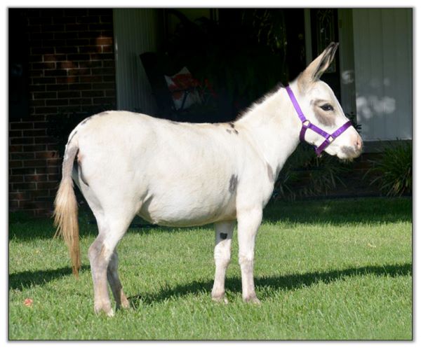 Continental Jewel's Judith, Lot 7 at the North American Select Miniature Donkey Sale in Corwith, Iowa on August 6th, 2022.