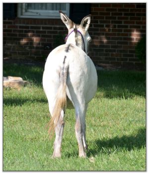 Continental Jewel's Judith, Lot 7 at the North American Select Miniature Donkey Sale in Corwith, Iowa on August 6th, 2022.